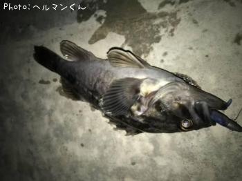 クロソイ-2017-3-16 21:32