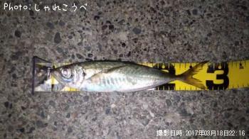 アジ-2017-3-18 22:16