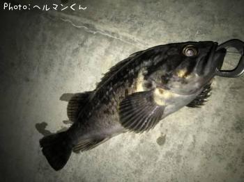 クロソイ-2017-3-19 20:2
