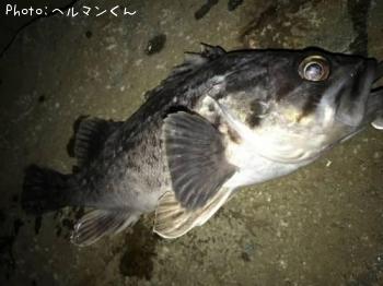 クロソイ-2017-3-19 20:36