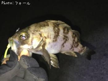 メバル-2017-3-20 0:38