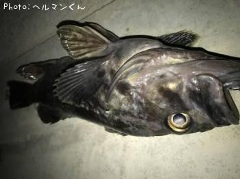 クロソイ-2017-3-25 20:45