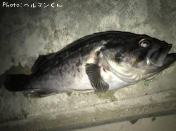 クロソイ-2017-3-25 20:50