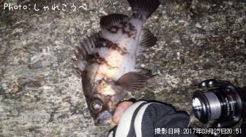 メバル-2017-3-25 20:51