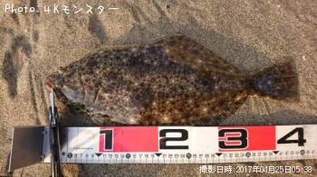 ヒラメ-2017-4-25 5:38