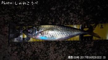 アジ-2017-4-28 22:33