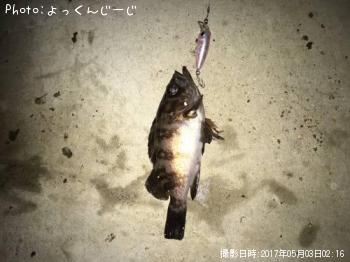メバル-2017-5-3 2:16