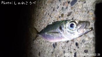 アジ-2017-5-4 22:29