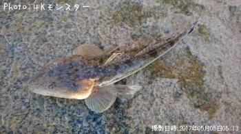 マゴチ-2017-5-5 5:13