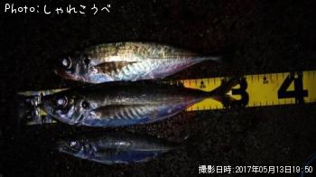 アジ-2017-5-13 19:50