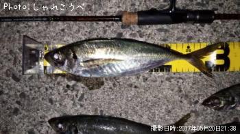 アジ-2017-5-20 21:36