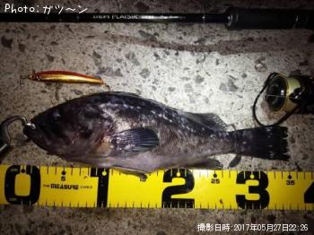 クロソイ-2017-5-27 21:21