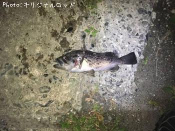 クロソイ-2017-5-28 20:20