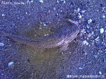 マゴチ-2017-6-5 19:20