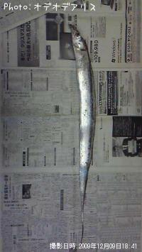 太刀魚-2009-12-9 18:41