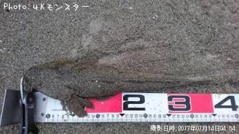 マゴチ-2017-7-14 4:54