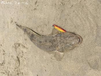 マゴチ-2017-7-17 11:4