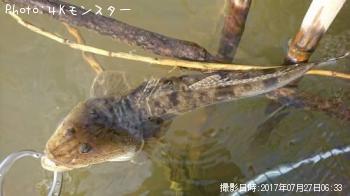 マゴチ-2017-7-27 6:33