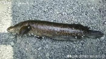 雷魚-2017-7-31 10:13