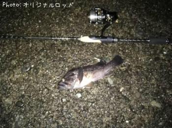 クロソイ-2017-8-20 2:11