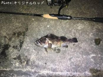 クロソイ-2017-8-30 20:46