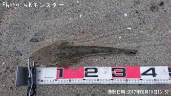 マゴチ-2017-9-10 16:57