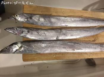 太刀魚-2017-9-15 21:24
