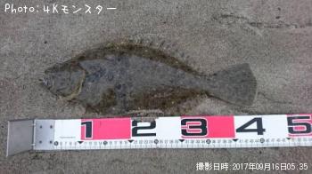 ヒラメ-2017-9-16 5:35