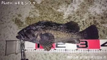 クロソイ-2017-11-12 18:45