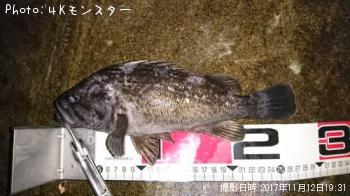 クロソイ-2017-11-12 19:31