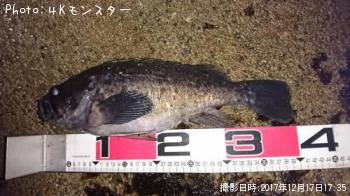 クロソイ-2017-12-17 17:35