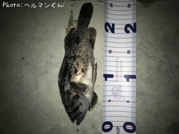 クロソイ-2017-12-18 20:58