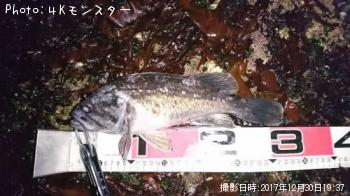 クロソイ-2017-12-30 19:37
