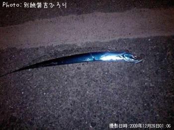 太刀魚-2009-12-29 1:6