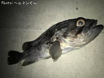 クロソイ-2018-1-4 18:1