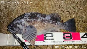 クロソイ-2018-1-11 19:2