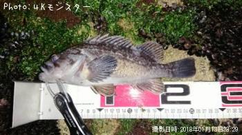 クロソイ-2018-1-13 23:29