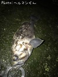 クロソイ-2018-3-20 23:53