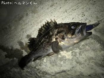 クロソイ-2018-3-28 22:29