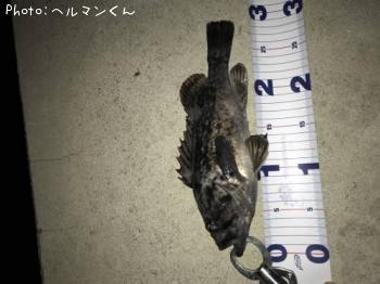 クロソイ-2018-3-30 21:2