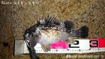 クロソイ-2018-3-31 23:13