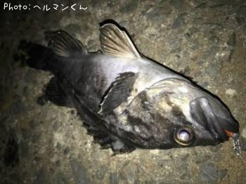 クロソイ-2018-4-9 21:27