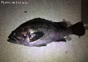 クロソイ-2018-4-28 20:53