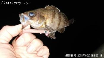 メバル-2018-5-8 22:18