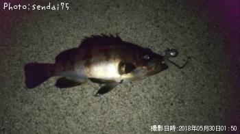 メバル-2018-5-30 1:50