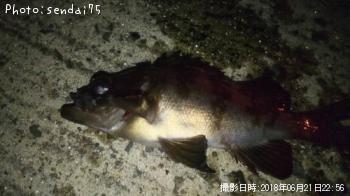 メバル-2018-6-21 22:56
