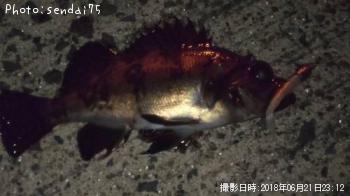 メバル-2018-6-21 23:12