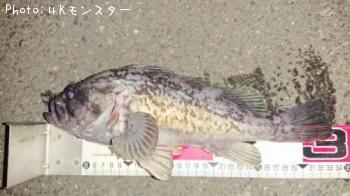 クロソイ-2018-9-23 23:25