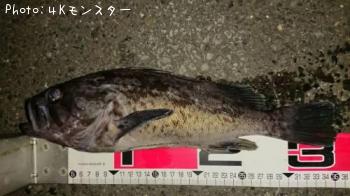 クロソイ-2018-9-24 3:27