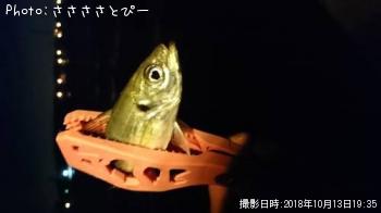 アジ＆メバル-2018-10-13 19:35